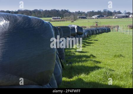 Große Silageballen in schwarzem Kunststoff gewickelt, auf dem Feld gestapelt, Winmarleigh, Lancashire, England, Vereinigtes Königreich Stockfoto