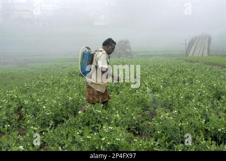 Arbeiter, die Pestizide auf Gemüsekulturen auf Terrassenfeldern sprühen, Kodaikanal, Tamil Nadu, Indien Stockfoto