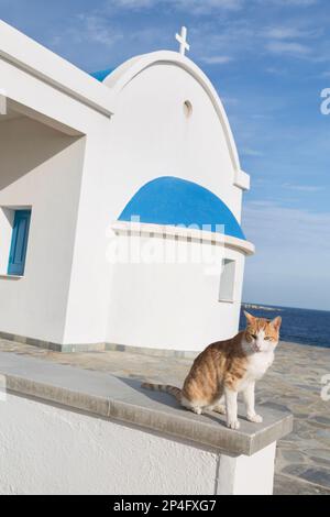 Zypern, Ayia Napa, griechisch-orthodoxe Kirche (Ayioi Anargiroi) mit Katze, häufig in Zypern. Stockfoto