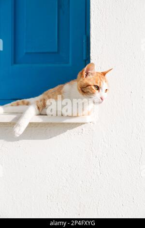 Zypern, Ayia Napa, griechisch-orthodoxe Kirche (Ayioi Anargiroi) mit Katze, häufig in Zypern. Stockfoto