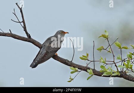 Afrikanischer Kuckuck (Cuculus gularis), männlich, hoch oben auf dem Ast, Kruger N. P. Great Limpopo Transfrontier Park, Südafrika Stockfoto