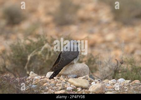 Cuckoo (Cuculus canorus), Erwachsener, auf Wanderung in der Wüste, Marokko Stockfoto