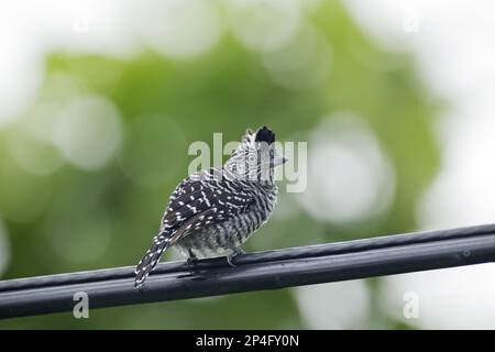 Gezerrter Antschrike (Thamnophilus doliatus), männlicher Erwachsener, hoch oben auf Telegrafendraht, Trinidad, Trinidad und Tobago Stockfoto