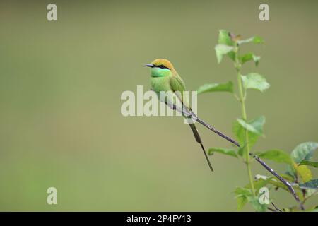 Little Green Bee-Eater (Merops orientalis), Erwachsener, hoch oben auf dem Zweig, Goa, Indien Stockfoto