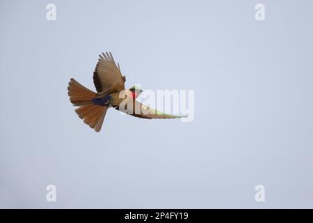 Rotkehlchen-Bienenfresser (Merops bullocki), Erwachsener, im Flug, Gambia Stockfoto