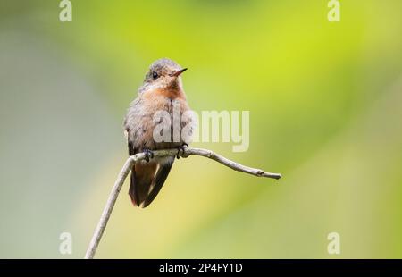 Coquette (Lophornis ornatus), weiblich, unreif, männlich, hoch oben auf dem Zweig, Trinidad, Trinidad und Tobago Stockfoto