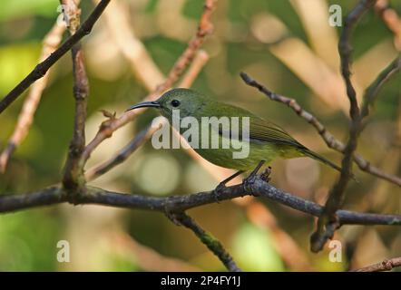 Grünschwanzsonnenvögel (Aethopyga nipalensis angkanensis), Grünschwanzsonnenvögel, Grünschwanzsonnenvögel, Nektarvögel, Singvögel, Tiere, Vögel Stockfoto