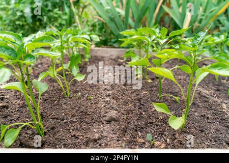 Im Sommer wachsen im Garten Pfefferpflanzen Stockfoto