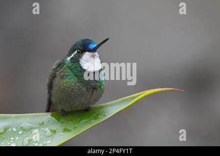 Weißer Kehlkopf (Lampornis castaneoventris), männlich, hoch oben auf nassem Blatt, Costa Rica Stockfoto