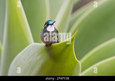 Weißer Kehlkopf (Lampornis castaneoventris), männlich, hoch oben auf dem Blatt, Savegre, Costa Rica Stockfoto