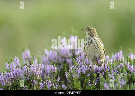 Meadow Pipit (Anthus pratensis), Erwachsene, hoch oben auf blühendem Heidekraut, Kakerlaken Estate, Peak District N. P. Staffordshire, England, Vereinigtes Königreich Stockfoto