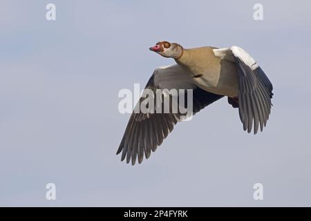 Die Ägyptische Gans (Alopochen aegyptiacus) hat Arten eingeführt, Erwachsene, im Flug, Norfolk, England, Vereinigtes Königreich Stockfoto