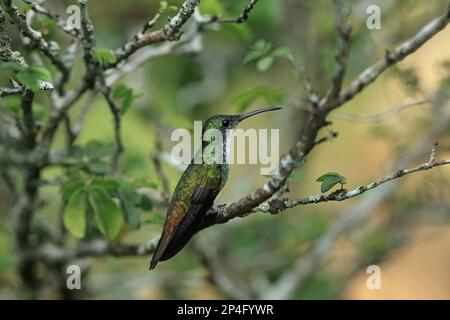 White-chested Smaragd (Amazilia Chionopectus) Erwachsenen thront auf Zweig, Trinidad, Trinidad und Tobago Stockfoto