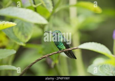 Blauäugiger Saphir (Chlorestes notatus), männlicher Erwachsener, auf dem Stamm sitzend, Trinidad, Trinidad und Tobago Stockfoto