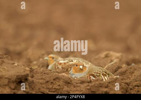 Graues Rebhuhn (Perdix perdix), erwachsenes Paar, das auf einem Feld ruht, Berwickshire, schottische Grenzen, Schottland, Vereinigtes Königreich Stockfoto