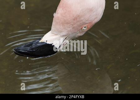 Chilenischer flamingo (Phoenicopterus chilensis), Erwachsener, Nahaufnahme des Kopfes, Filterfütterung an der Wasseroberfläche, Durrell Wildlife Park (Jersey Zoo) Stockfoto