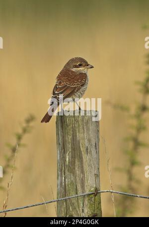 Rotkreidemakrele (Lanius collurio), unreif, erstes Winterzuckern, hoch oben auf Zaunpfahl, Seepalierung, Norfolk, England, Vereinigtes Königreich Stockfoto