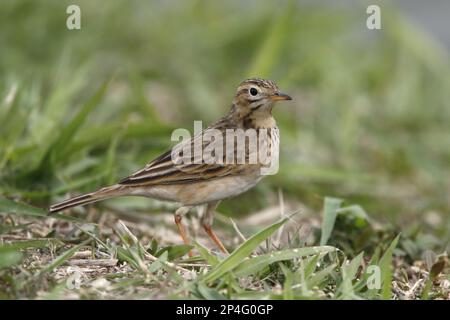 Richard's richards Pipit (Anthus richardi), der am Ufer eines Fischteiches steht, Tai Sang Wai, New Territories, Hongkong, China Stockfoto