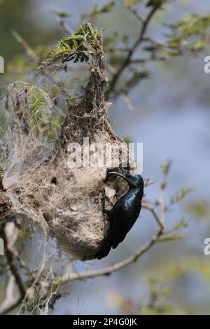 Purple Sunbird (Cinnyris asiaticus) männlich, Zuchthupfer, am Nesteingang, Bundala N. P. Sri Lanka Stockfoto