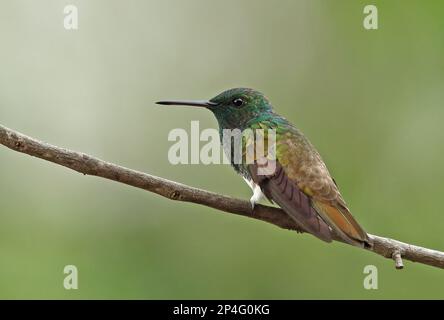 Schneebäuche-Kolibri (Amazilia edward edward), Erwachsener, hoch oben auf dem Zweig, Torti, Panama Stockfoto