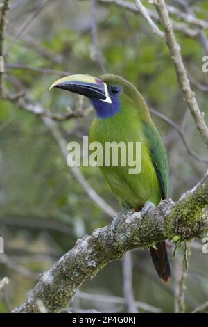 Smaragdtukan (Aulacorhynchus prasinus), Erwachsener, auf einem Ast sitzend, Monteverde, Costa Rica Stockfoto