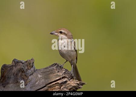 Braunkraut (Lanius cristatus), Erwachsener, hoch oben auf Baumstamm, Sundarbans, Ganges Delta, Westbengalen, Indien Stockfoto