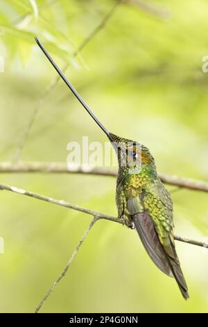 Schwertkolben-Kolibri (Ensifera ensifera), männlich, hoch oben auf einem Zweig im montanen Regenwald, Guango, Anden, Ecuador Stockfoto