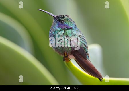 Grünviolett-Ohr (Colibri thalassinus) männlich, auf dem Blatt stehend, Costa Rica Stockfoto