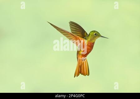 Kastanienbrustkoronett (Boissonneaua matthewsii), Erwachsener, im Flug, schwebend im montanen Regenwald, Anden, Ecuador Stockfoto