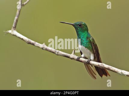 Schneebäuche-Kolibri (Amazilia edward edward), Erwachsener, hoch oben auf dem Zweig, Torti, Panama Stockfoto