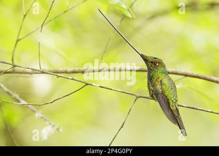 Schwertkolben-Kolibri (Ensifera ensifera), männlich, hoch oben auf einem Zweig im montanen Regenwald, Guango, Anden, Ecuador Stockfoto