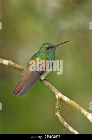 Snowy-Boglied Hummingbird (Amazilia edward Niveoventer) Erwachsener, hoch oben auf Zweig, Canopy Lodge, El Valle, Panama Stockfoto