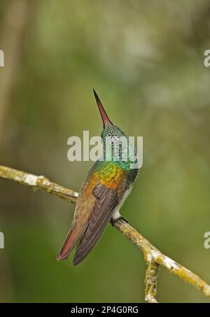 Snowy-Boglied Hummingbird (Amazilia edward Niveoventer), Erwachsener, aufblickend, hoch oben auf dem Zweig, Canopy Lodge, El Valle, Panama Stockfoto