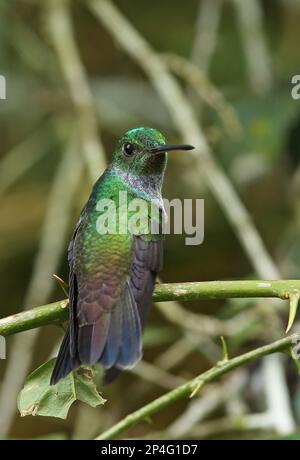 Kolibri mit blauer Brust (Amazilia amabilis), männlich, hoch oben auf dem Stiel, Turm mit Baldachin, Panama Stockfoto