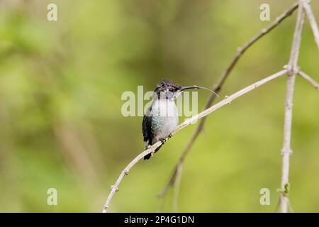 Biene Hummingbird (Mellisuga helenae) unreifer männlicher, mit ausgestreckter Zunge und Blütenpollen auf Schnabel, hoch oben auf dem Zweig, Halbinsel Zapata, Provinz Matanzas, Kuba Stockfoto