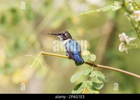 Biene Hummingbird (Mellisuga helenae) unreifer männlicher, mit Pollen auf Schnabel, hoch oben auf dem Zweig, Halbinsel Zapata, Provinz Matanzas, Kuba Stockfoto