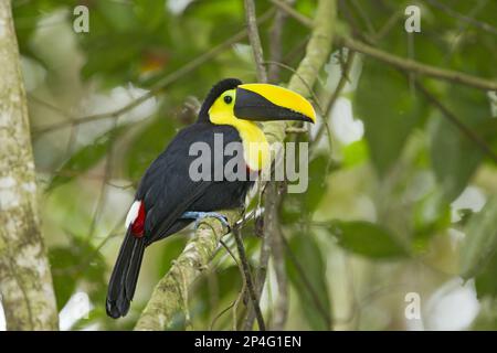 Choco Toucan (Ramphastos brevis), Erwachsener, hoch oben auf einem Ast im montanen Regenwald, Anden, Ecuador Stockfoto