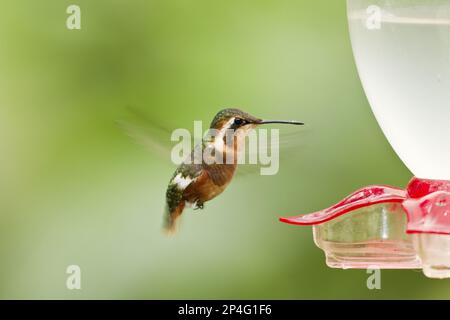 Weissbauch-Woodstar (Chaetocercus mulsant), weiblich, im Flug, schwebend auf Feeder im montanen Regenwald, Anden, Ecuador Stockfoto