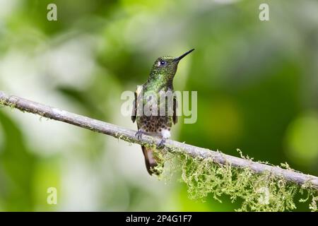 Westlicher Smaragd (Chlorostilbon melanorhynchus), männlich, hoch oben auf einem Zweig im montanen Regenwald, Anden, Ecuador Stockfoto