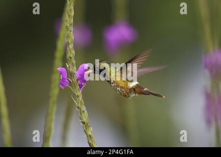 Schwarzkammkokett (Lophornis helenae), männlicher Erwachsener, im Flug, schwebend in Richtung Blume, Rancho Naturalista, Turrialba, Costa Rica Stockfoto