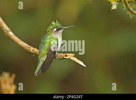 Grünkronen-Plovercrest (Stephanoxis lalandi), weibliche Erwachsene, die auf einem Ast sitzt, atlantischer Regenwald, Pico da Caledonia, Rio de Janeiro Stockfoto