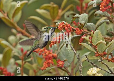 Grünkronen-Plovercrest (Stephanoxis lalandi), männlicher Erwachsener, schwebend, Fütterung von Blumen, Atlantischer Regenwald, Pico da Caledonia, Rio de Janeiro Stockfoto