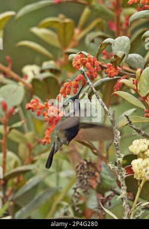 Grünkronen-Plovercrest (Stephanoxis lalandi), männlicher Erwachsener, schwebend, Fütterung von Blumen, Atlantischer Regenwald, Pico da Caledonia, Rio de Janeiro Stockfoto