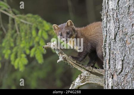 Pine Marten (Martes martes), ausgewachsen, auf einer Filiale, Perthshire, Highlands, Schottland, Vereinigtes Königreich Stockfoto