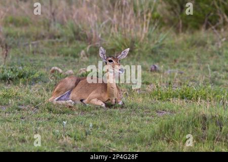 Großer Reedbuck, großer Reedbuck, großer Reedbuck, Huftiere, gleichzehige Huftiere, Säugetiere, Tiere, Weibchen-Schilfrock bei Kwara, Okavango Delta Stockfoto