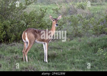 Großer Reedbuck, großer Reedbuck, großer Reedbuck, Huftiere, gleichzehige Huftiere, Säugetiere, Tiere, Weibchen-Schilfrock bei Kwara, Okavango Delta Stockfoto