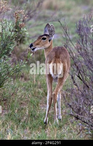 Großer Reedbuck, großer Reedbuck, großer Reedbuck, Huftiere, gleichzehige Huftiere, Säugetiere, Tiere, Weibchen-Schilfrock bei Kwara, Okavango Delta Stockfoto