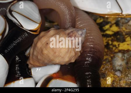 Adulte rothäugige Gesteinsmuschel (Stramonita haemastoma), auf der Gruppe glatter Schwanenhals (Lepas anatifera), die an einer Fischboje befestigt ist (von Stockfoto