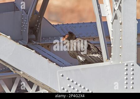 Kalifornischer Kondor, kalifornische Kondore, Geier, Raubvögel, Tiere, Birds, California Condor, Erwachsener auf der Navajo Bridge über dem Colorado River Stockfoto