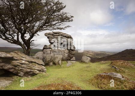 Blick auf Granitfelsen auf dem Moor, mit Regenschauer über den fernen Hügeln, Greator Rocks, Saddle Tor, Dartmoor N.P., Devon, England, Vereinigtes Königreich Stockfoto